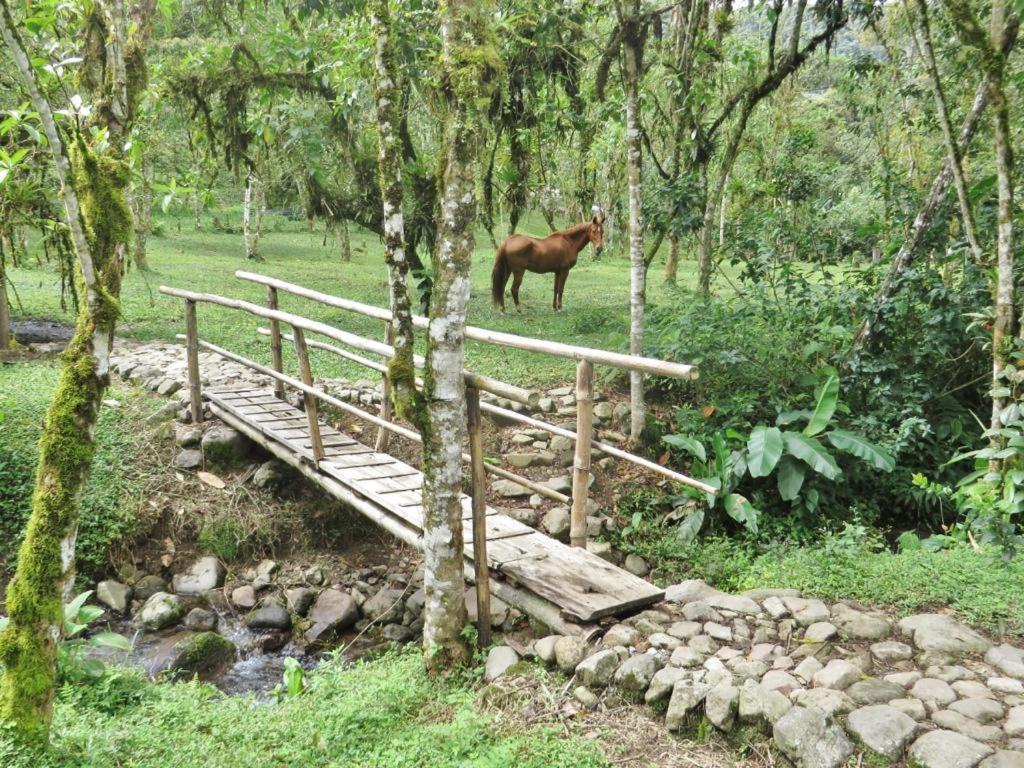 Eco Con Rio Y Cascada Mindo
